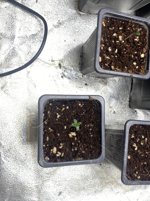 Cultivo indoor en coco .. Week 0