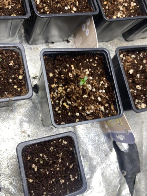 Cultivo indoor en coco .. Week 0