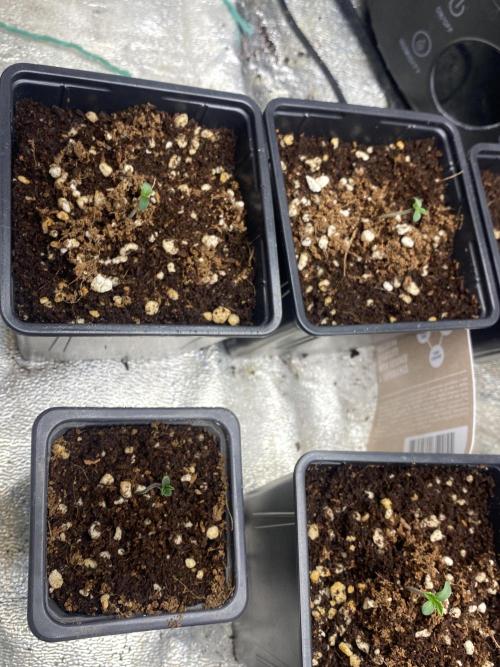 Cultivo indoor en coco .. Week 0