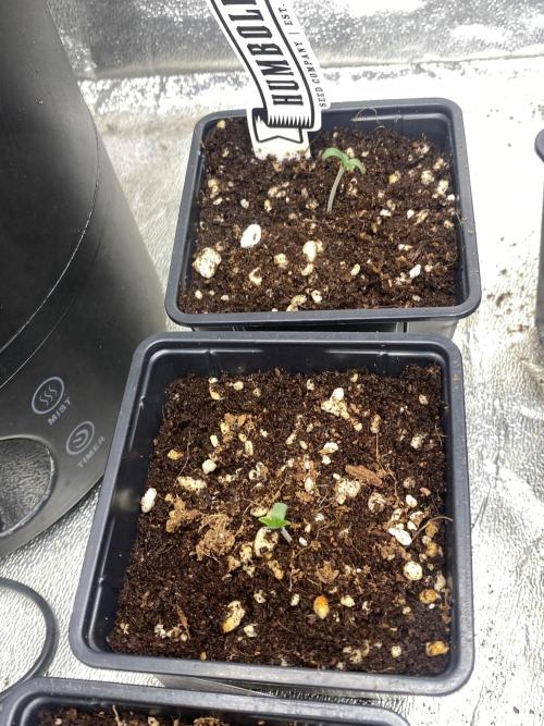 Cultivo indoor en coco .. Week 0