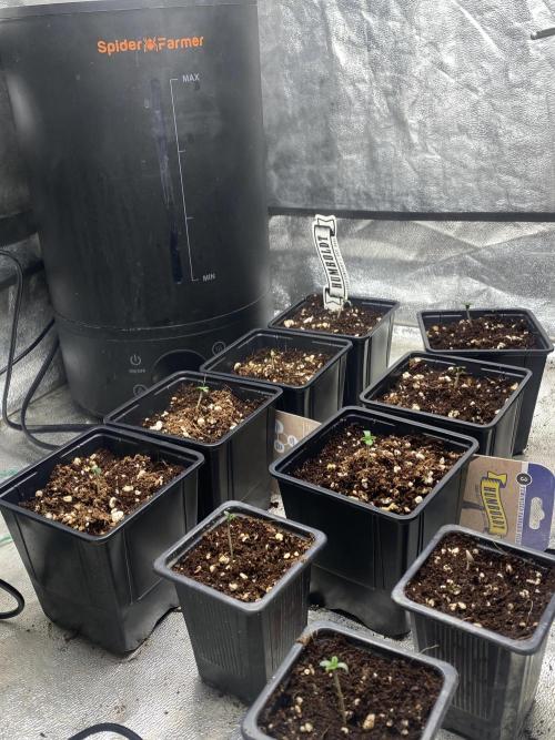 Cultivo indoor en coco .. Week 0