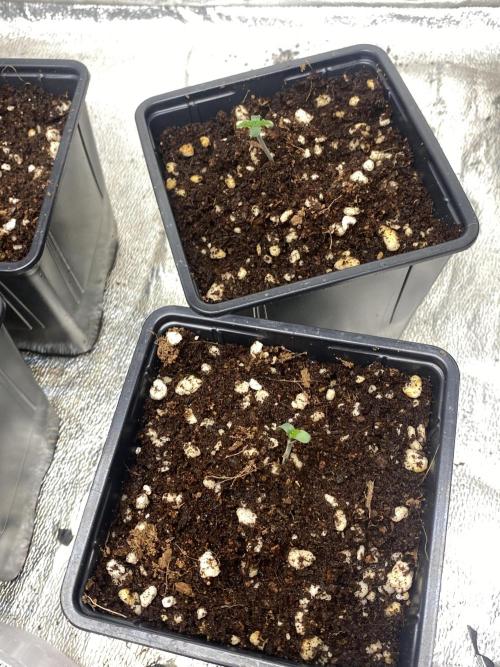 Cultivo indoor en coco .. Week 0