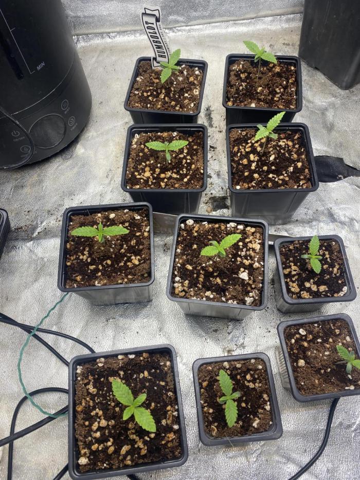 Cultivo indoor en coco .. Week 1 - Las plantas avanzan sin problemas . 