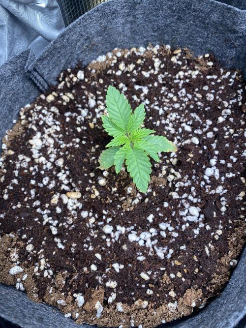 Cultivo indoor en coco .. Week 2