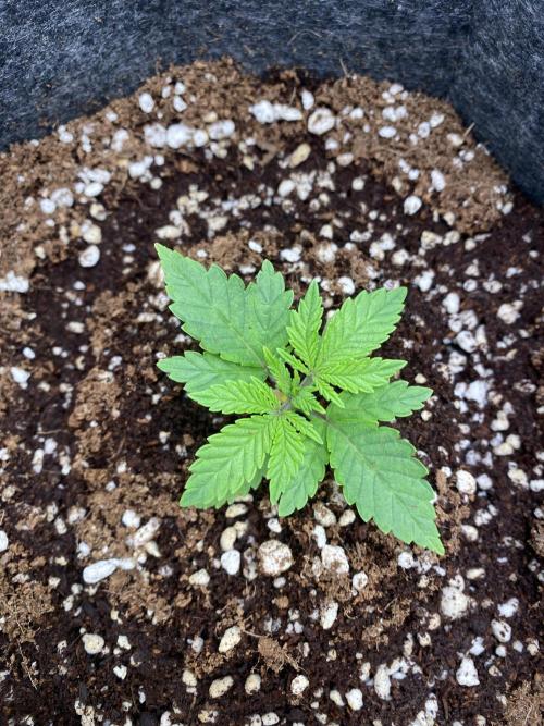 Cultivo indoor en coco .. Week 2