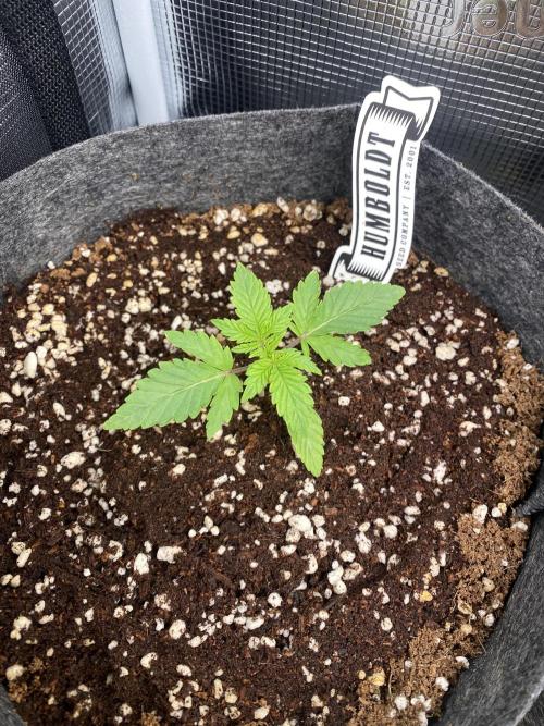 Cultivo indoor en coco .. Week 2