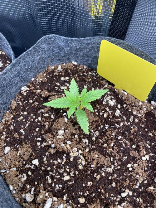 Cultivo indoor en coco .. Week 2
