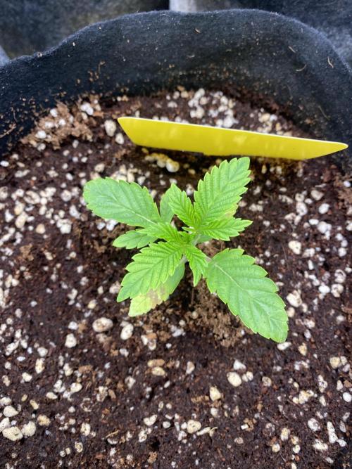 Cultivo indoor en coco .. Week 2