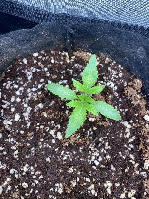 Cultivo indoor en coco .. Week 2