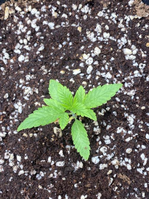 Cultivo indoor en coco .. Week 2