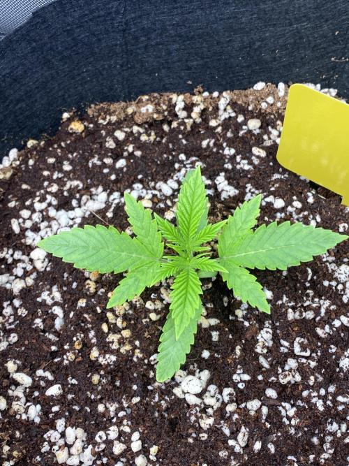 Cultivo indoor en coco .. Week 2