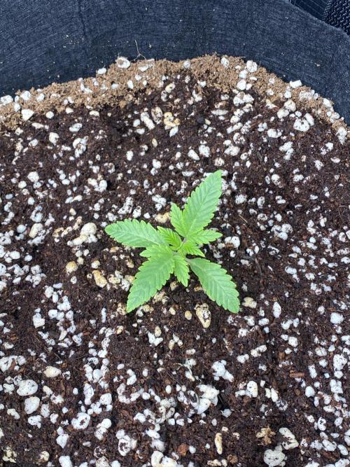 Cultivo indoor en coco .. Week 2