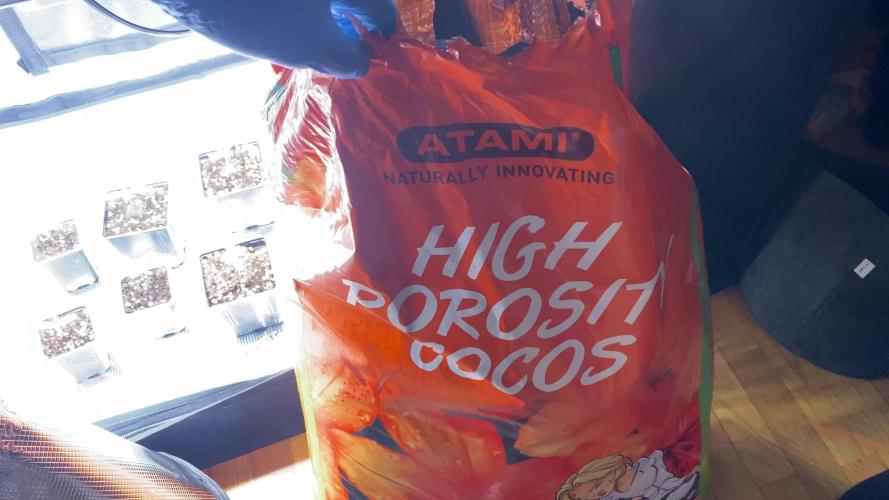 Cultivo indoor en coco .