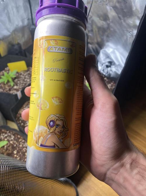 Cultivo indoor en coco .. Week 2