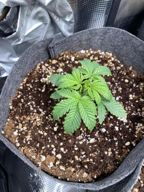 Cultivo indoor en coco .. Week 3 - Hella jelly#1