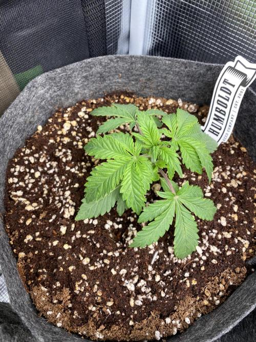 Cultivo indoor en coco .. Week 3 - Apple blosson 