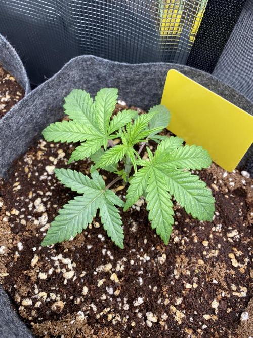 Cultivo indoor en coco .. Week 3 - Hella jelly #3