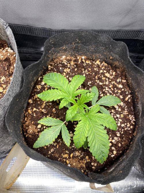 Cultivo indoor en coco .. Week 3 - Permanent maker#2