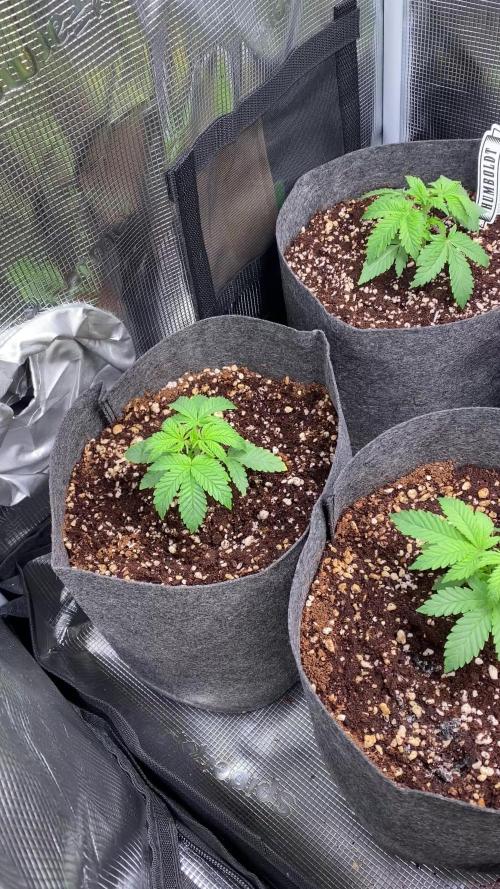 Cultivo indoor en coco .