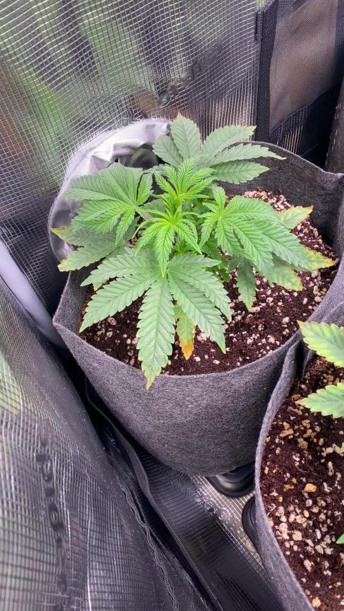 Cultivo indoor en coco .