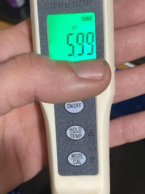 Cultivo indoor en coco .. Week 4