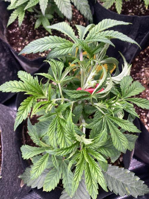 Cultivo indoor en coco .. Week 5