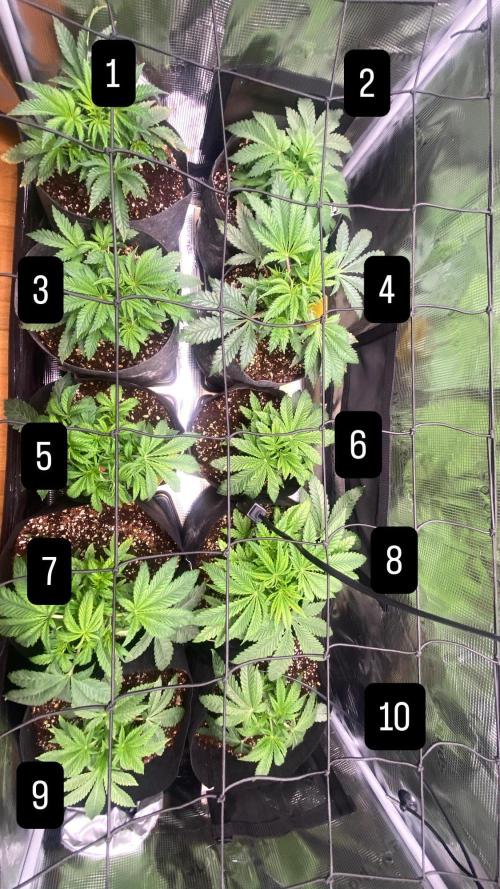 Cultivo indoor en coco .. Week 5 - Hacemos unos cortes a las partes más bajas para ir conservando genéticas y fenos