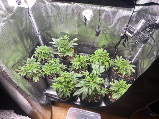 Cultivo indoor en coco .. Week 5