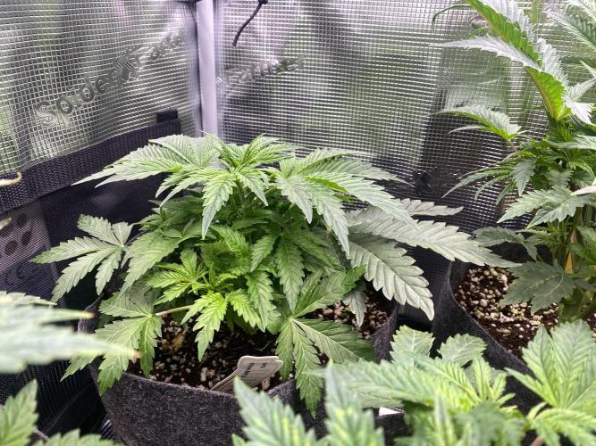 Cultivo indoor en coco .. Week 5