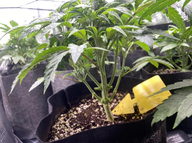 Cultivo indoor en coco .. Week 5