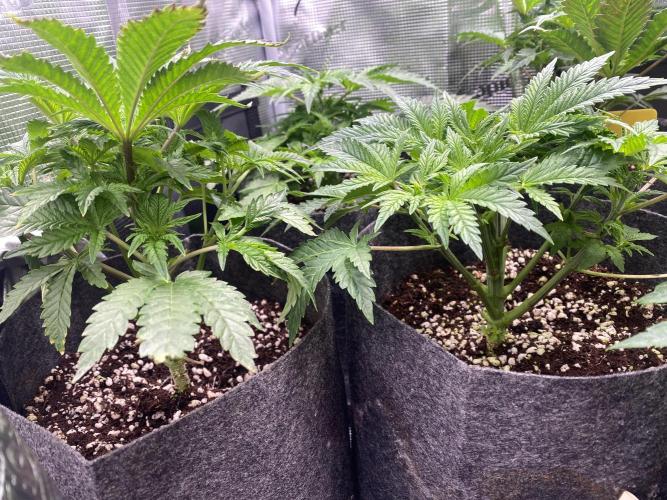 Cultivo indoor en coco .. Week 5