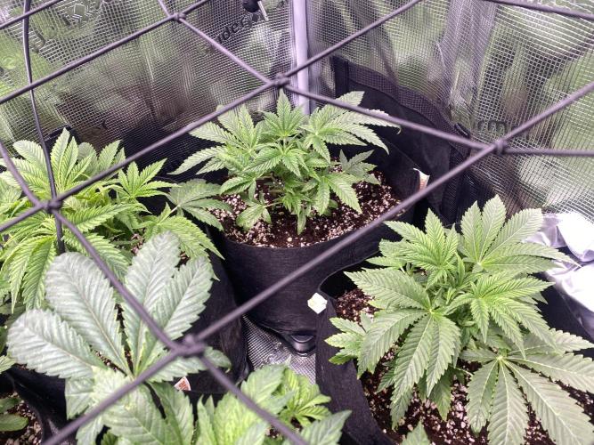 Cultivo indoor en coco .. Week 5