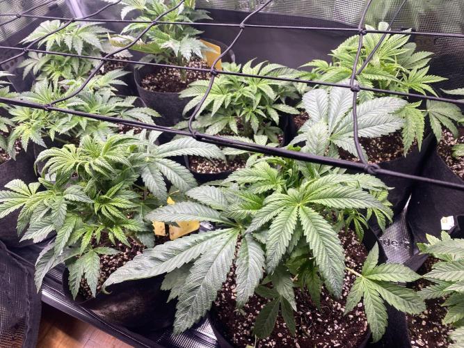 Cultivo indoor en coco .. Week 5