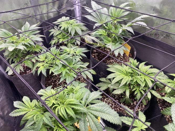 Cultivo indoor en coco .. Week 5