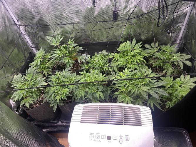 Cultivo indoor en coco .. Week 5 - Deshumidificador 