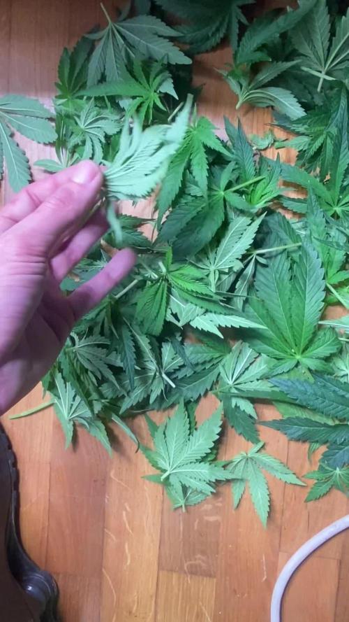 Cultivo indoor en coco .