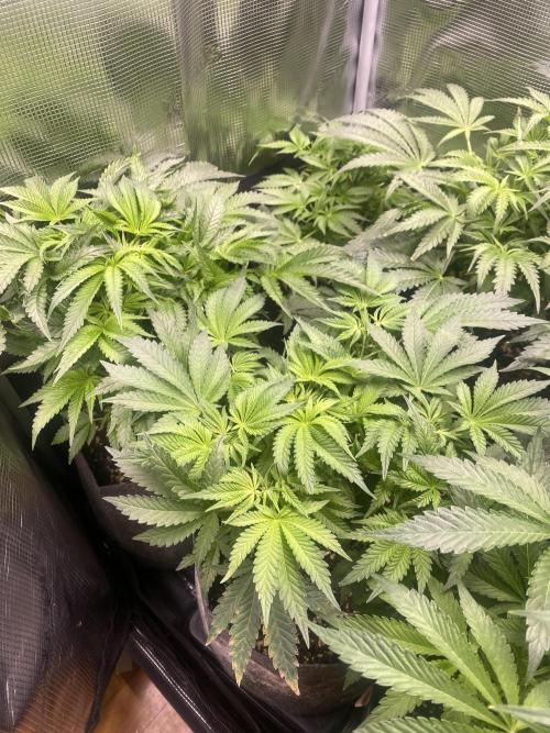 Cultivo indoor en coco .. Week 7