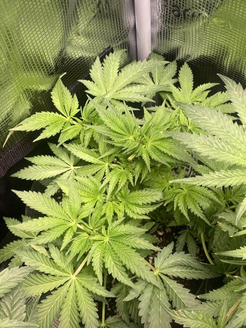 Cultivo indoor en coco .. Week 7