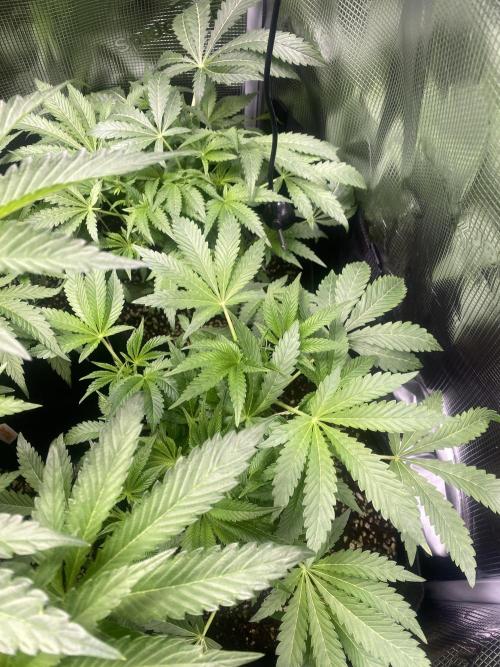 Cultivo indoor en coco .. Week 7