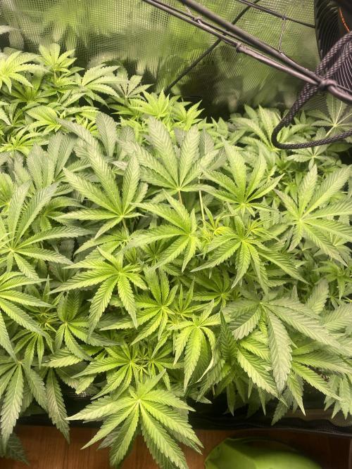 Cultivo indoor en coco .. Week 7