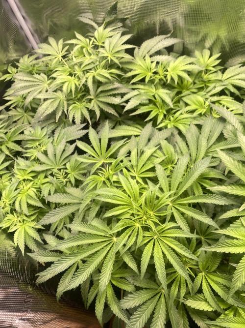 Cultivo indoor en coco .. Week 7