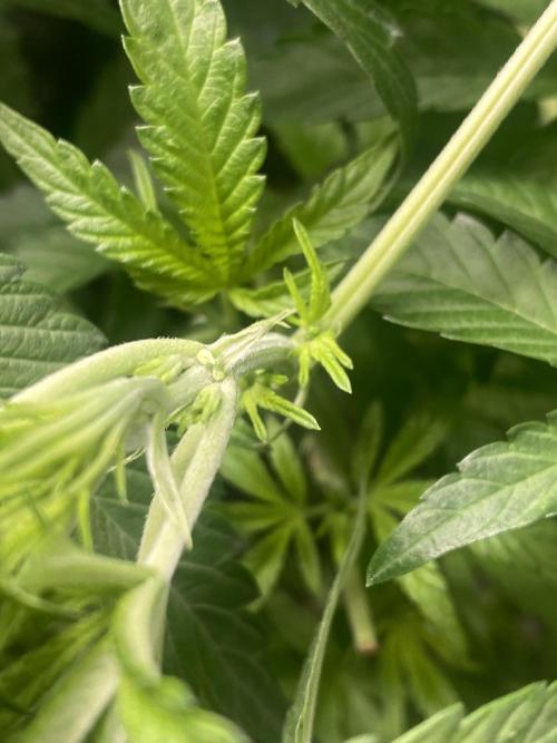 Cultivo indoor en coco .. Week 8