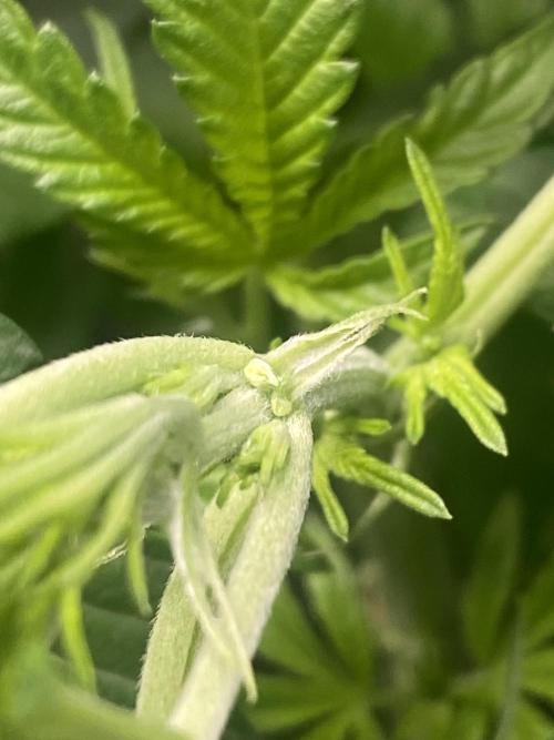 Cultivo indoor en coco .. Week 8