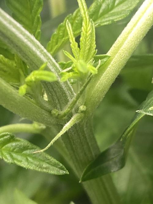 Cultivo indoor en coco .. Week 8