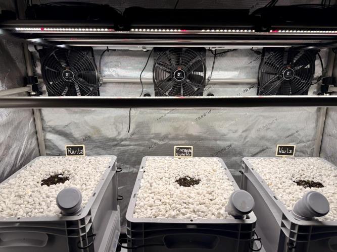 First Zamnesia Auto F1 Indoorgrow. Week 0 - All three plants have sprouted after three days. 