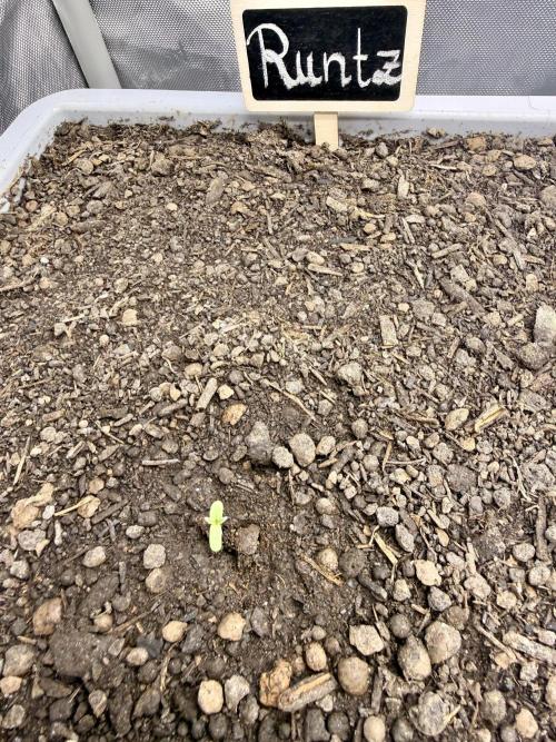 First Zamnesia Auto F1 Indoorgrow. Week 0