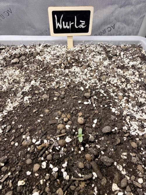 First Zamnesia Auto F1 Indoorgrow. Week 0