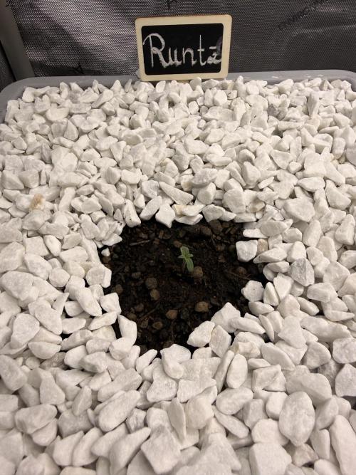 First Zamnesia Auto F1 Indoorgrow. Week 0