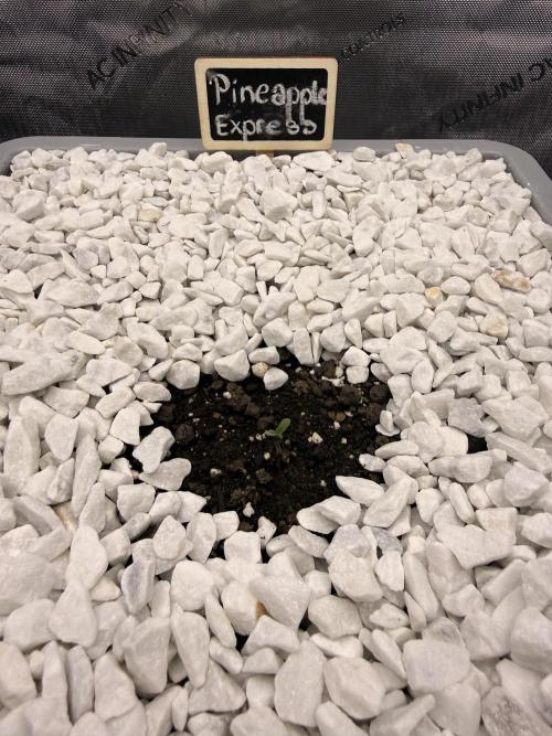 First Zamnesia Auto F1 Indoorgrow. Week 0