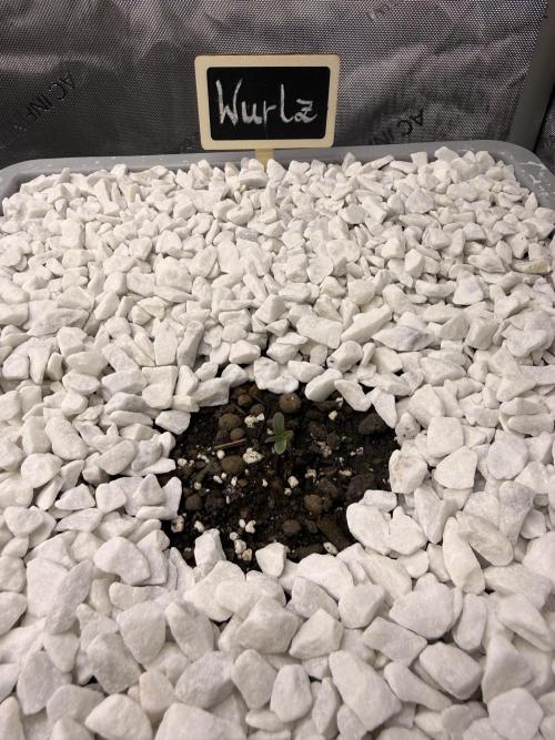 First Zamnesia Auto F1 Indoorgrow. Week 0